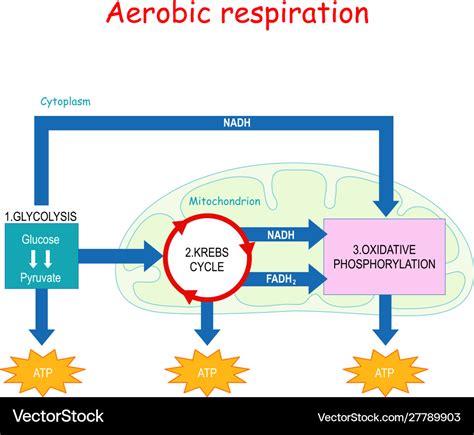 aerobic respiration occurs in the|where aerobic respiration takes place.